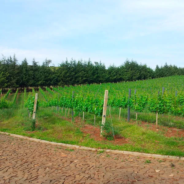 Suporte em Madeira Plastica para Parreiras2.jpg