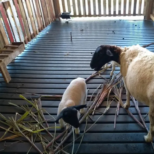 Aprisco para Cabra em Madeira Plastica.jpg