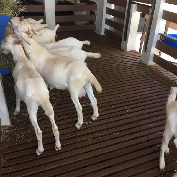 Aprisco para Bodes em Madeira Plastica.jpg