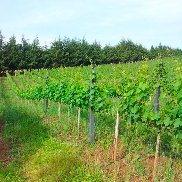 Suporte em Madeira Plastica para Parreira.jpg